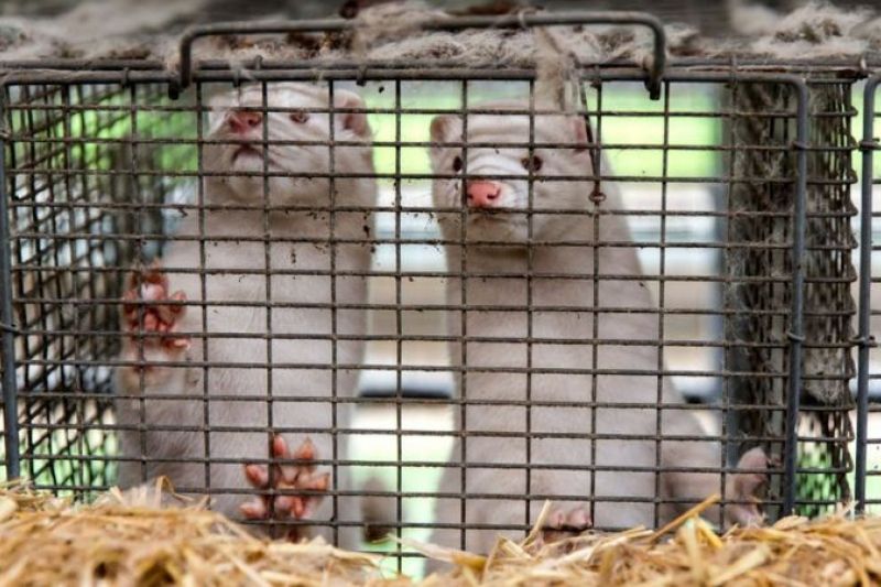 Por que animais usados em casacos de pele estão virando preocupação na pandemia