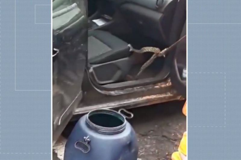 Cobra jararaca é encontrada embaixo de cadeira de criança dentro de carro em MG