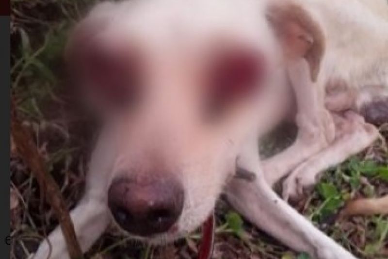 Polícia desmente que cachorro foi vítima de maus-tratos em Major Izidoro