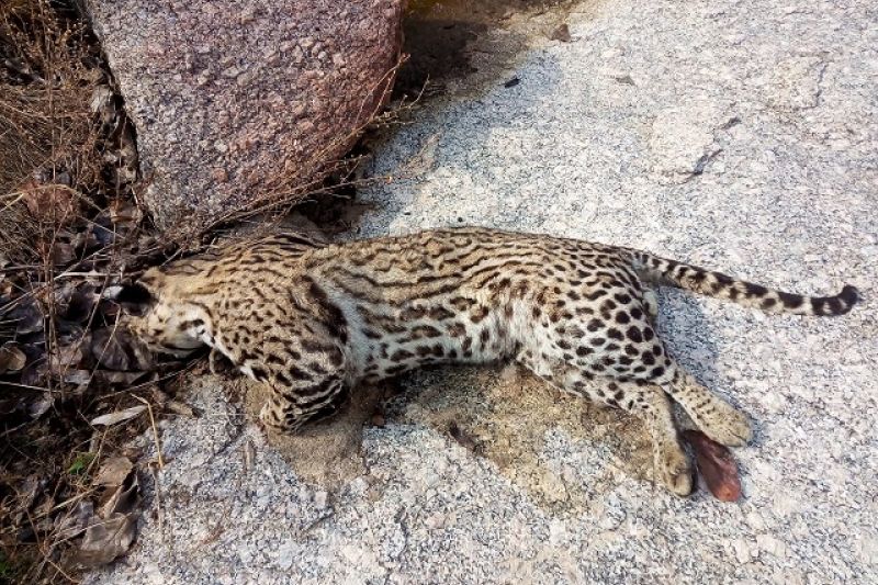 Crime ambiental no Sertão: jaguatirica é morta a tiros em São José da Tapera