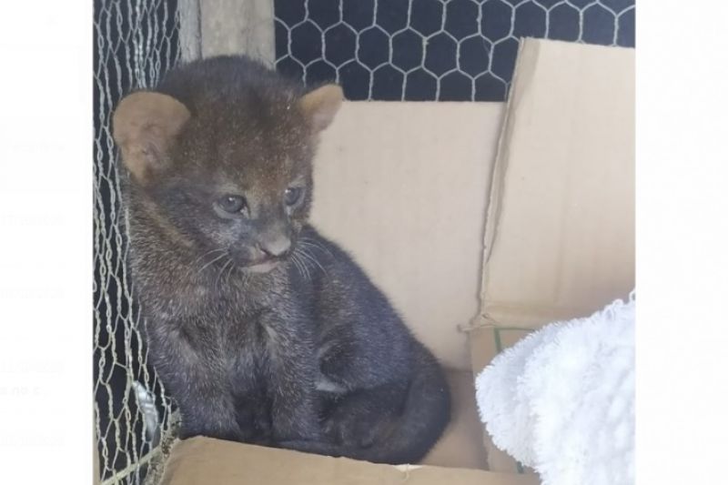 Instituto SOS Caatinga, que protege animais silvestres, pede doação de pilhas para câmeras