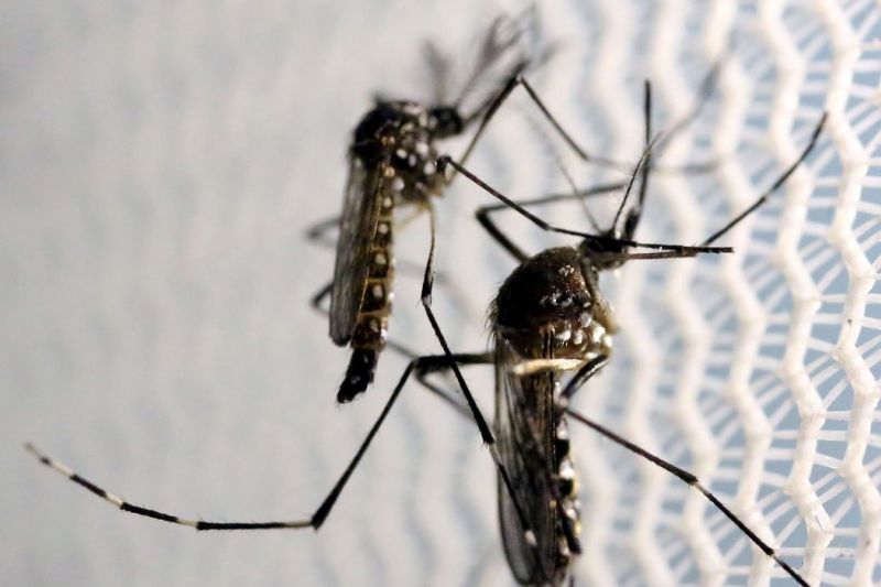 Aumenta preocupação com doenças ligadas ao Aedes aegypti no verão