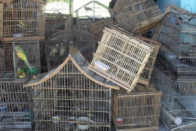 Polícia flagra pássaros silvestres em cativeiro na feira livre de Delmiro Gouveia