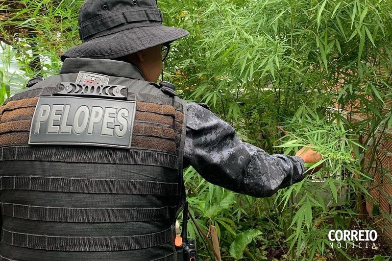 Polícia prende homem após encontrar plantação de maconha em quintal de casa em Delmiro