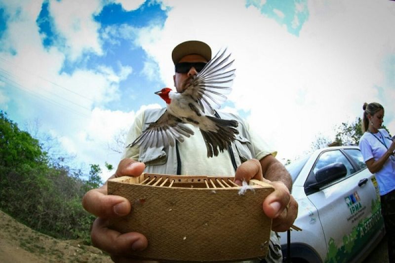 Polícia liberta animais silvestres comercializados em feira livre de Delmiro Gouveia