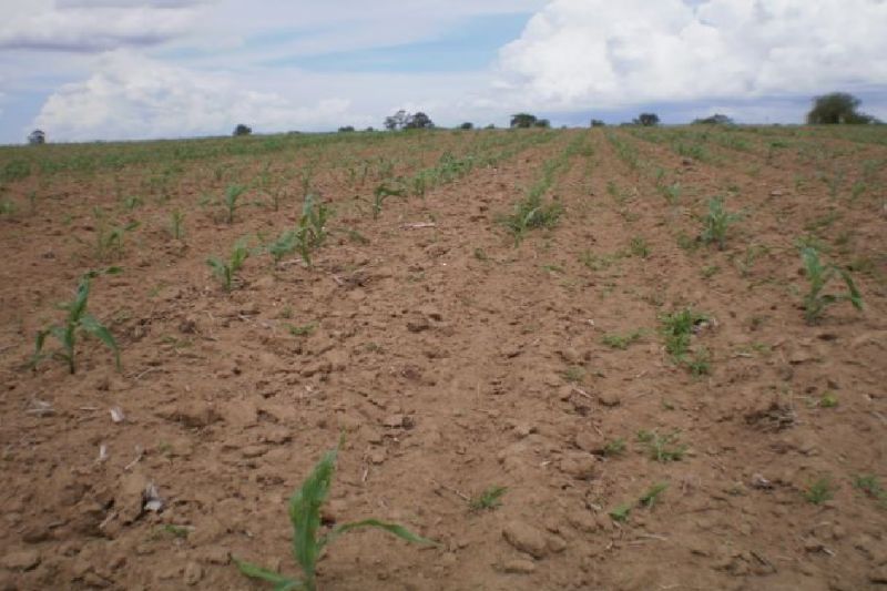 Estiagem leva governo federal decretar situação de emergência em cidades do Sertão