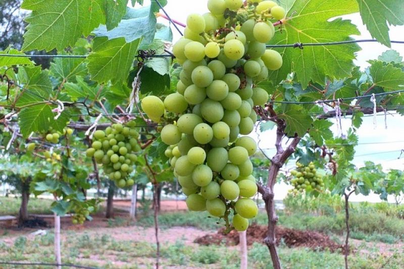 Especialistas colhem em Piranhas três variedades de uvas melhoradas geneticamente