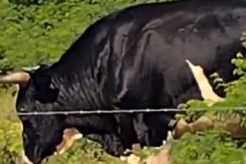 Agricultor morre depois de ser atacado por boi enquanto olhava propriedade em Pariconha