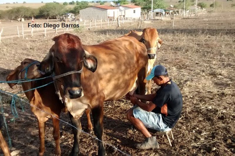 Emater e Fapeal prorrogam prazo de inscrição para seleção de bolsistas: termina dia 15