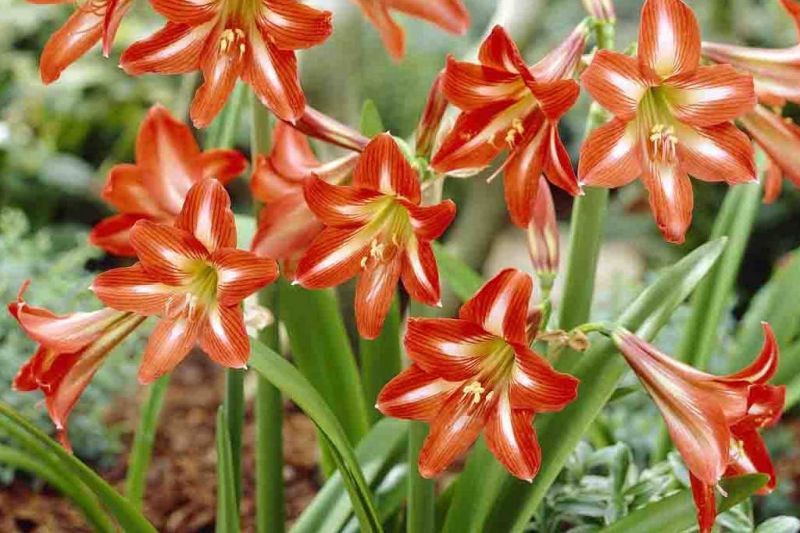 Pesquisa analisa planta da caatinga que pode ser boa para a memória