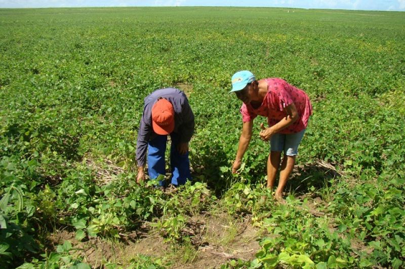 Emater beneficia 50 famílias em Feliz Deserto através do projeto Barriga Cheia