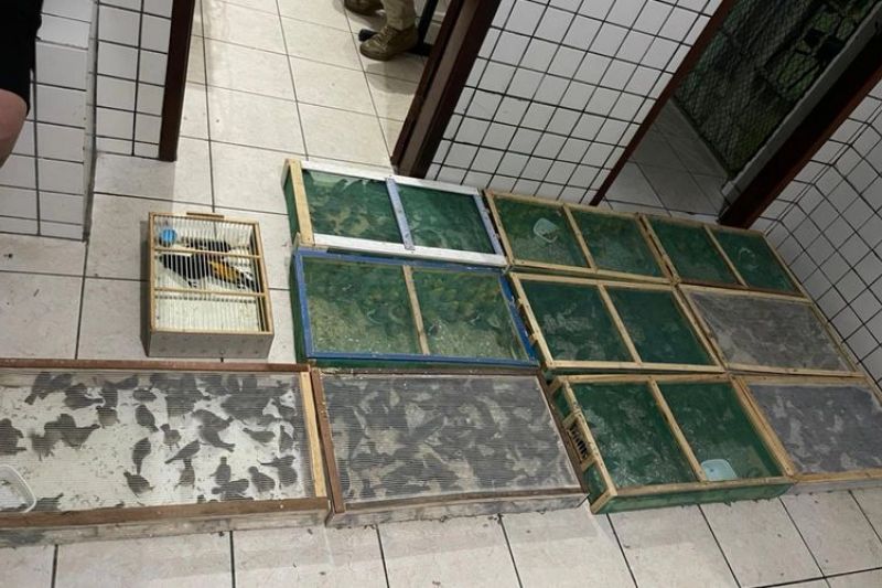 Homens são presos transportando mais de 500 aves em gaiolas dentro de carro no Agreste