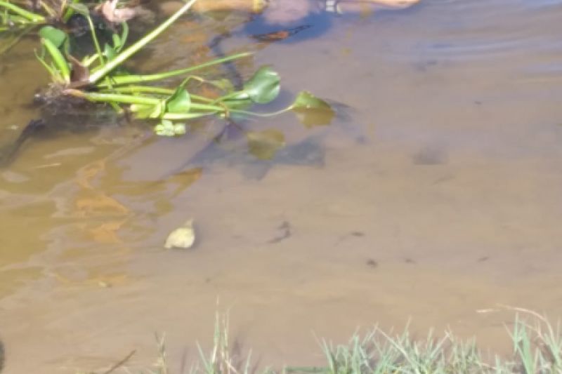 Após chamar mulher de ladra, idosa de 63 anos é espancada, morta e jogada no São Francisco