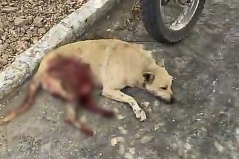 “Ele estava com fome”, diz policial sobre cachorro morto após receber facada em Delmiro