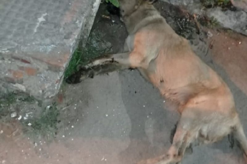 Polícia investiga morte por envenenamento de quatro cachorros em Mata Grande