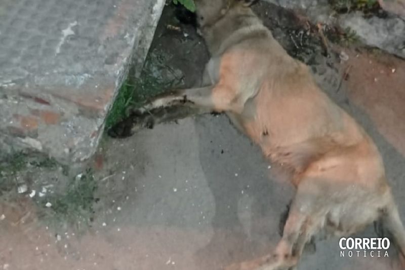 Responsável por mortes de cachorros em Mata Grande pode ficar preso por cinco anos