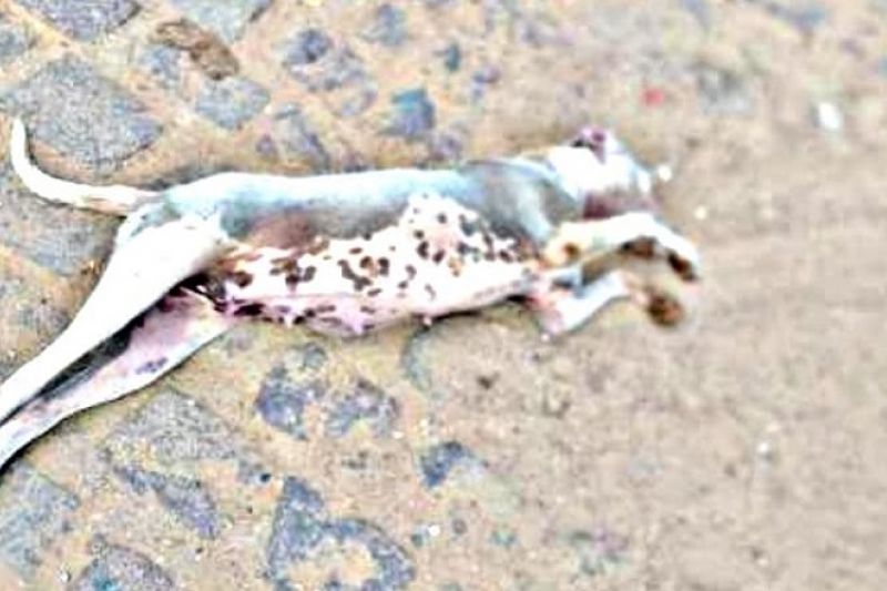 Seis cães de rua foram envenenados e mortos em Pão de Açúcar