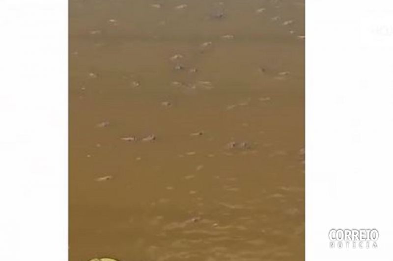 Crime ambiental: peixes agonizam sem oxigênio em lagoa poluída de São José da Tapera