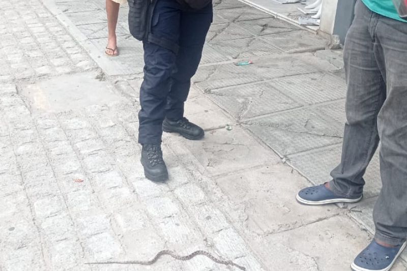 SMTT captura espécie de cobra venenosa no Centro de Delmiro Gouveia