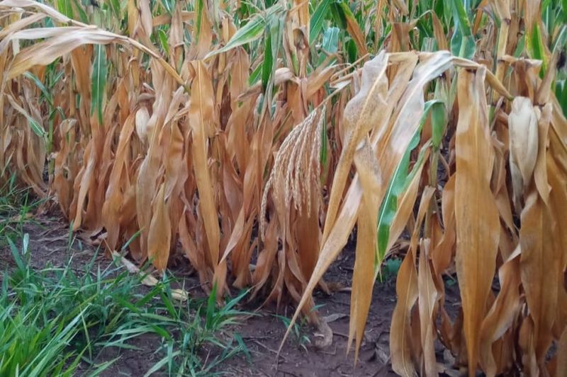 Seca e chuva aumentam custos no campo e devem pressionar inflação dos alimentos