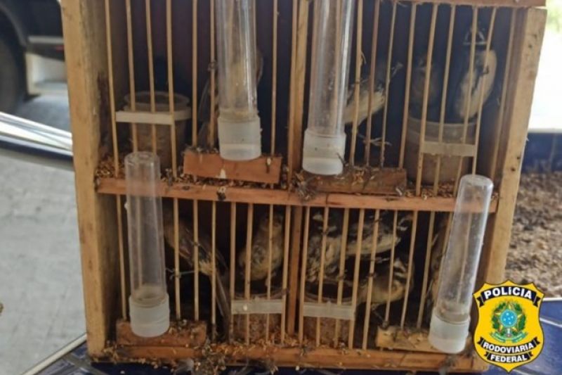 PRF flagra caminhoneiro transportando pássaros silvestres na BR-423 em Canapi
