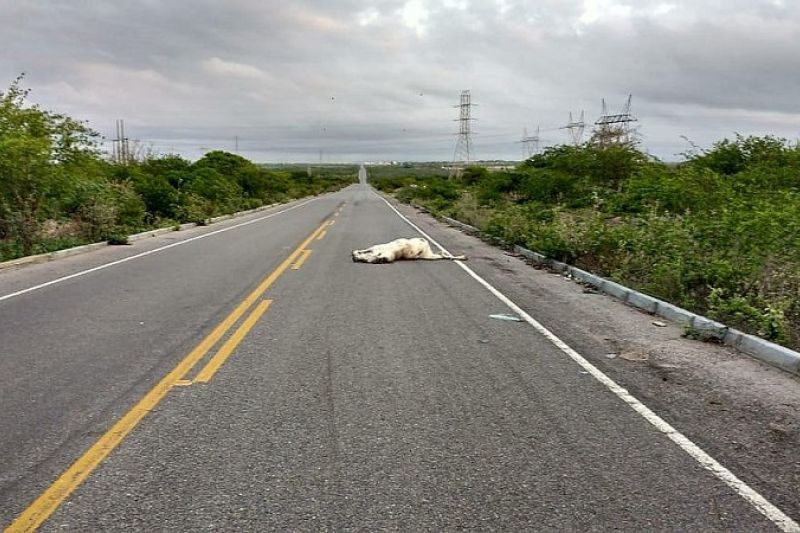 Homem morre depois de ser atropelado em trecho da rodovia BR-110 em Delmiro Gouveia