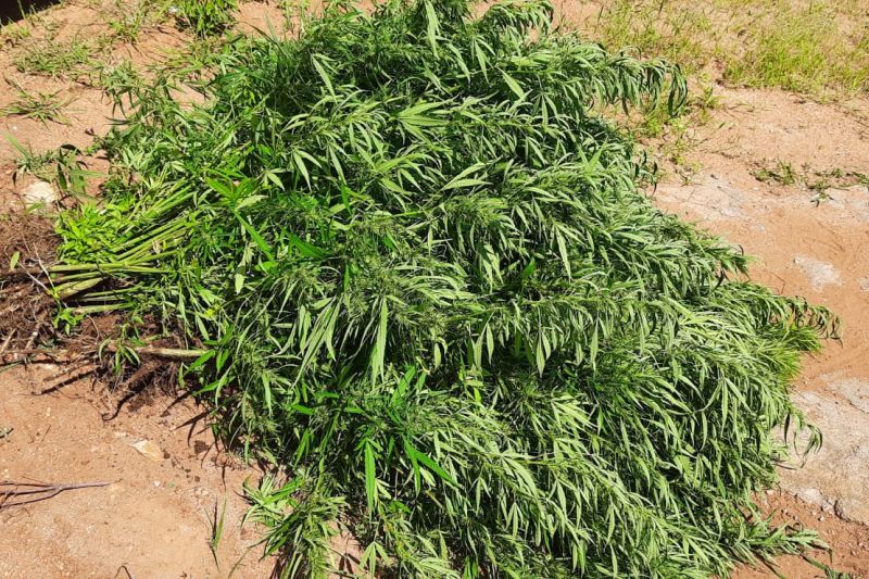 Denúncia leva policiais a descobrirem plantação de maconha em Poço das Trincheiras