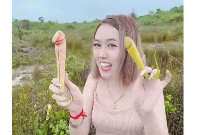 Camboja pede que turistas parem de colher 'planta pênis' para fazer fotos