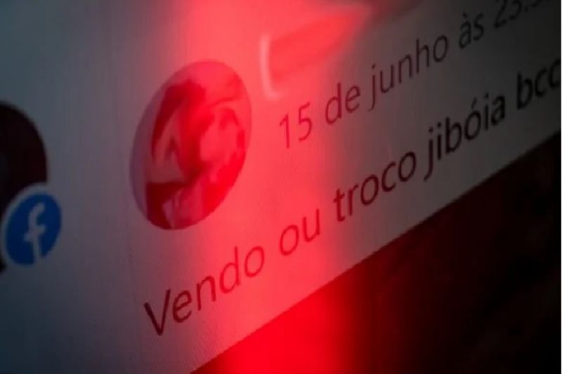 Facebook é multado em R$ 10 mi após ignorar tráfico ilegal de animais na rede