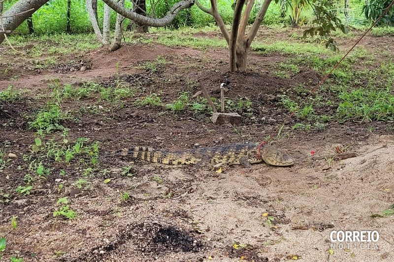 Mulher encontra jacaré no quintal de casa e o alimenta até resgate chegar em Palestina