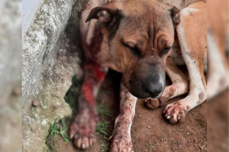 Cachorro atingido com tiro em Mata Grande está com estilhaços de prego e vidro pelo corpo