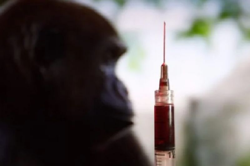 Avanço da varíola dos macacos no Brasil é “muito preocupante”, diz OMS