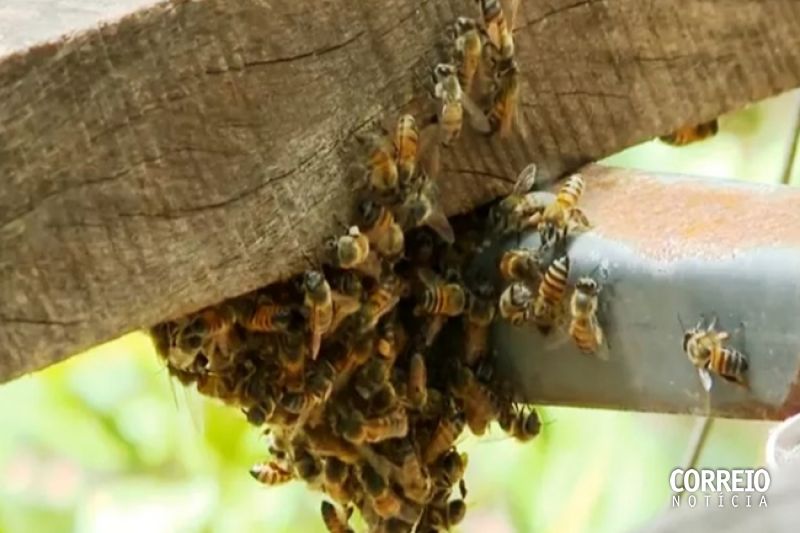 Ataque de abelhas: especialista alerta para cuidados em situações de perigo