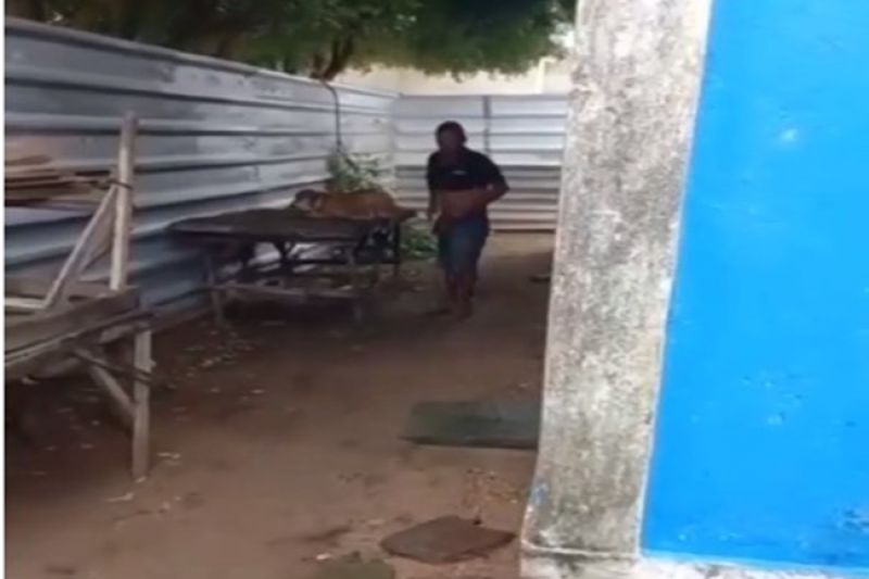 Homem é flagrado praticando sexo com cadela no município de Pão de Açúcar