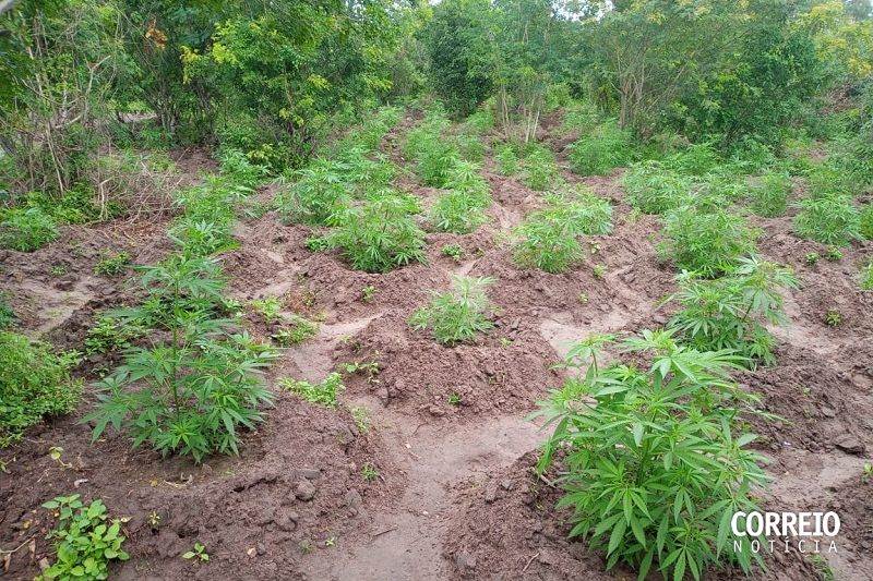 Denúncia ajuda polícia a localizar plantio de maconha dentro de fazenda em Mata Grande