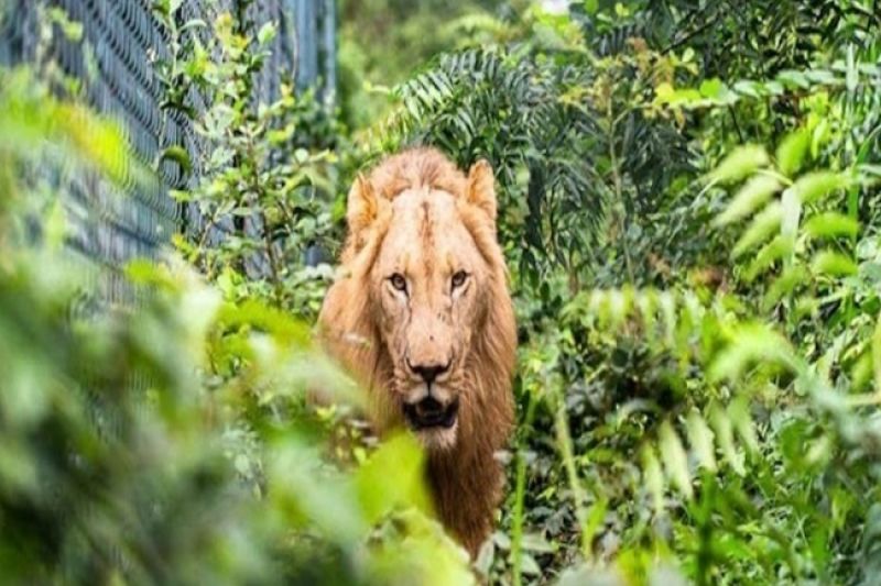 Homem pula cerca, entra em jaula e é devorado por leão em zoológico
