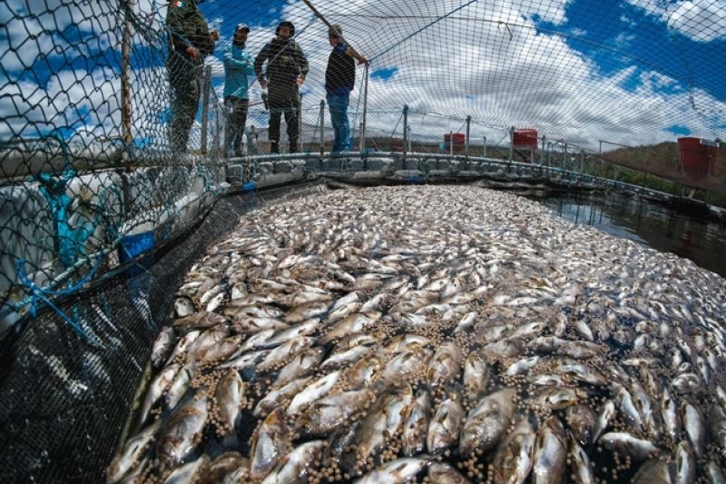 Piscicultura é multada em mais de R$ 60 mil por funcionamento irregular no São Francisco