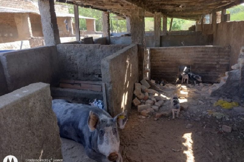 Matadouro clandestino é embargado e multado em mais de R$ 120 mil por equipe da FPI