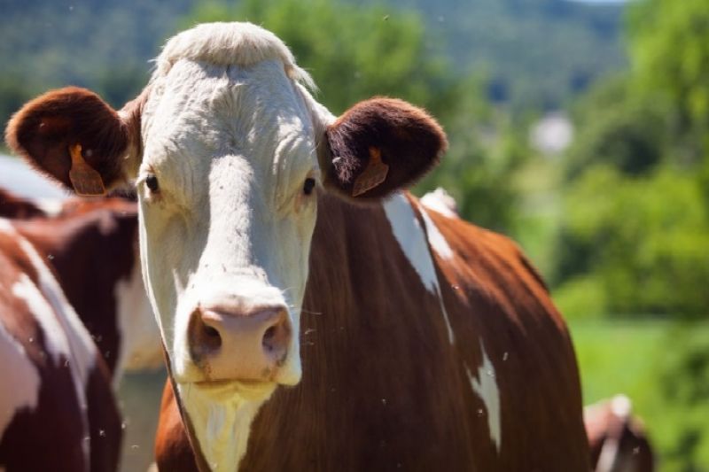 Ministério da Agricultura investiga possível caso de vaca louca no Brasil