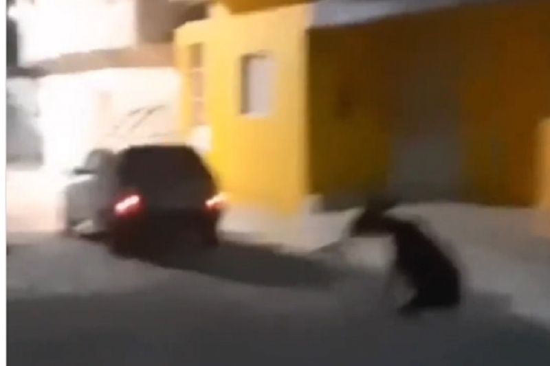 Homem é flagrado arrastando jegue amarrado em carro pelas ruas da cidade de Pariconha