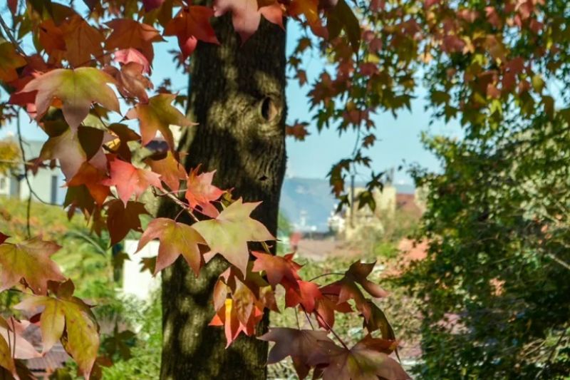 Outono começa hoje com previsão de períodos chuvosos