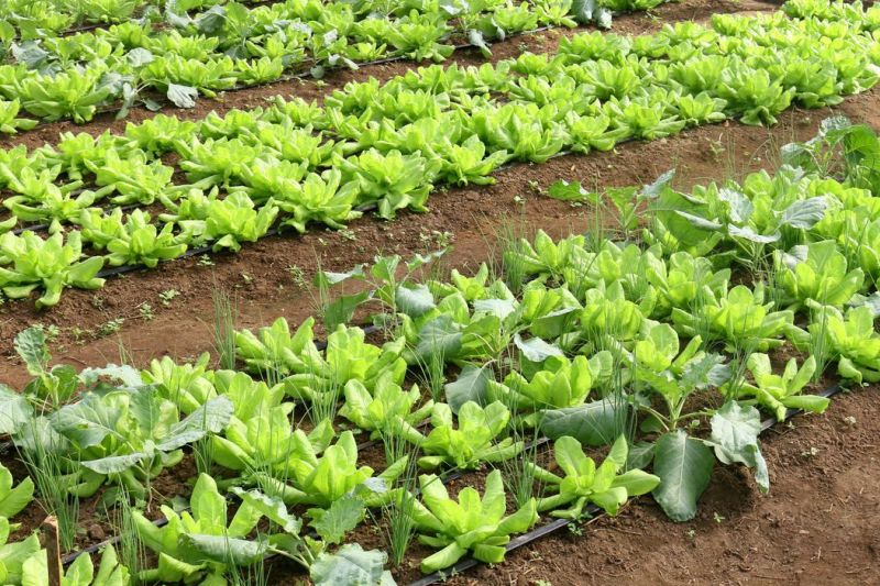 Brasil terá programa nacional para produção de alimentos saudáveis