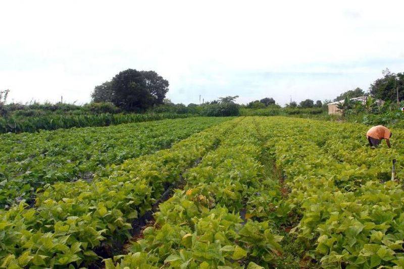 Conselho eleva limites de financiamento para a agricultura familiar