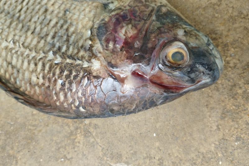 População denuncia que prefeitura entregou peixes podres em Santana do Ipanema