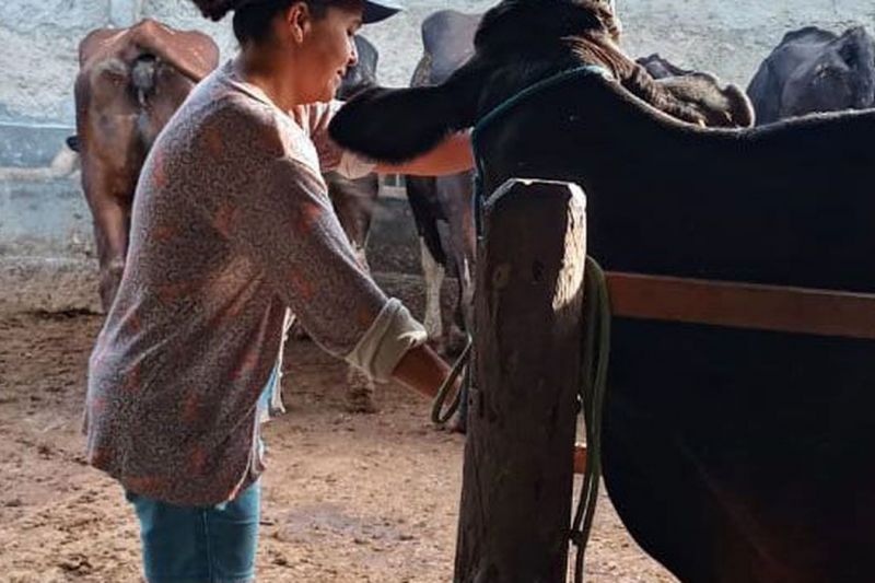 Agricultura familiar ajuda a aumentar produção leiteira no Nordeste