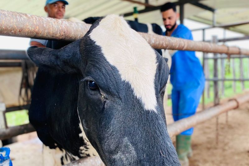Programa de Melhoramento Genético já realizou mais de 100 inseminações em Delmiro Gouveia