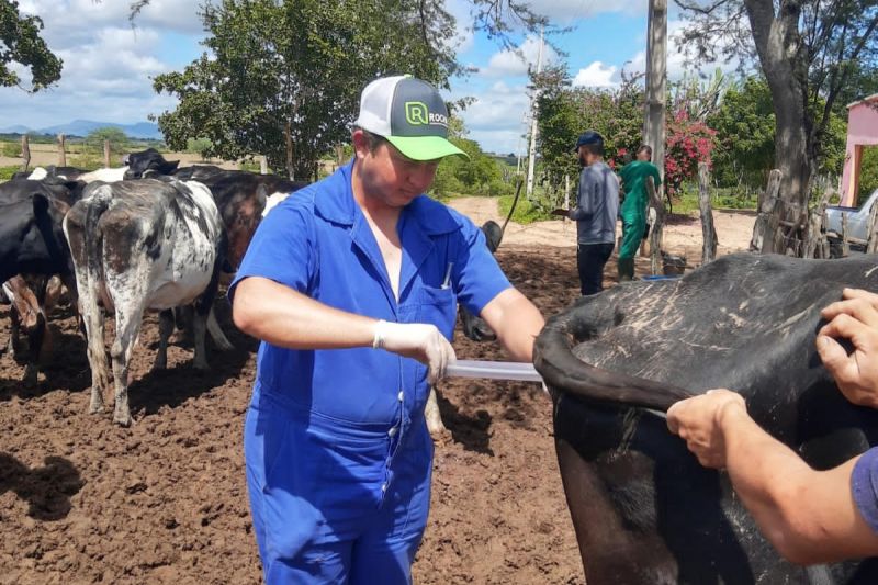 Alagoas inicia protocolo de inseminação artificial de bovinos do Mais Pecuária Brasil