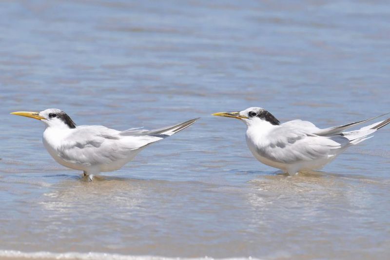 Ministério confirma mais um caso de gripe aviária; total chega a 31