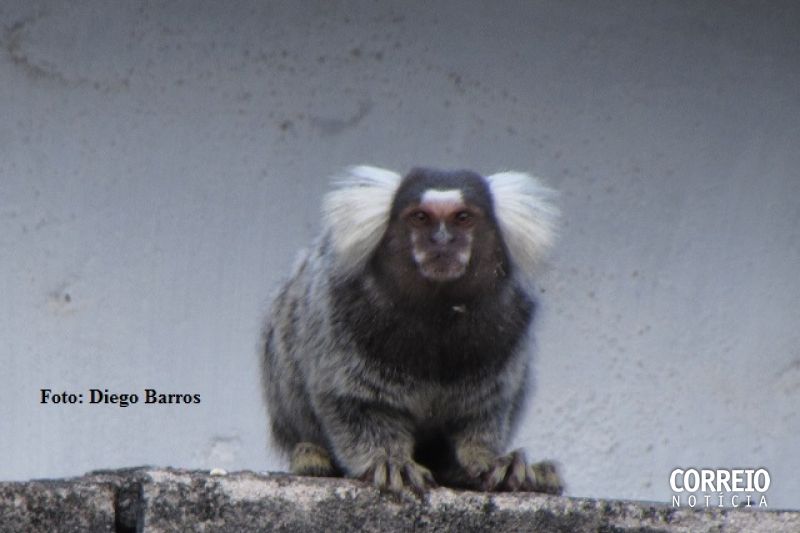 Seminário acadêmico debate clima, arqueologia e tráfico de animais