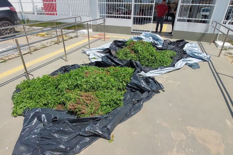 Grande apreensão de maconha: Plantio de 18 mil pés descoberto no Interior de Alagoas